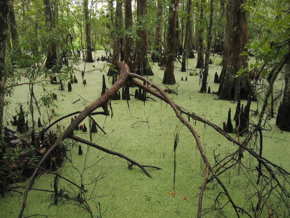 Barataria Preserve, Jean Lafitte National Historical Park e