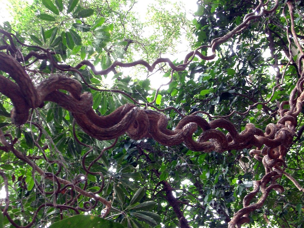 Viti di rattan attorcigliate (Alpha)