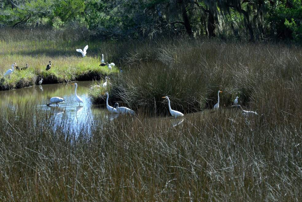 Parco delle zone umide di Orlando (Rostislav Kralik)