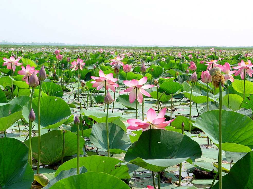 Piante di loto in una zona umida di acqua naturale in Bangladesh (Usaid)