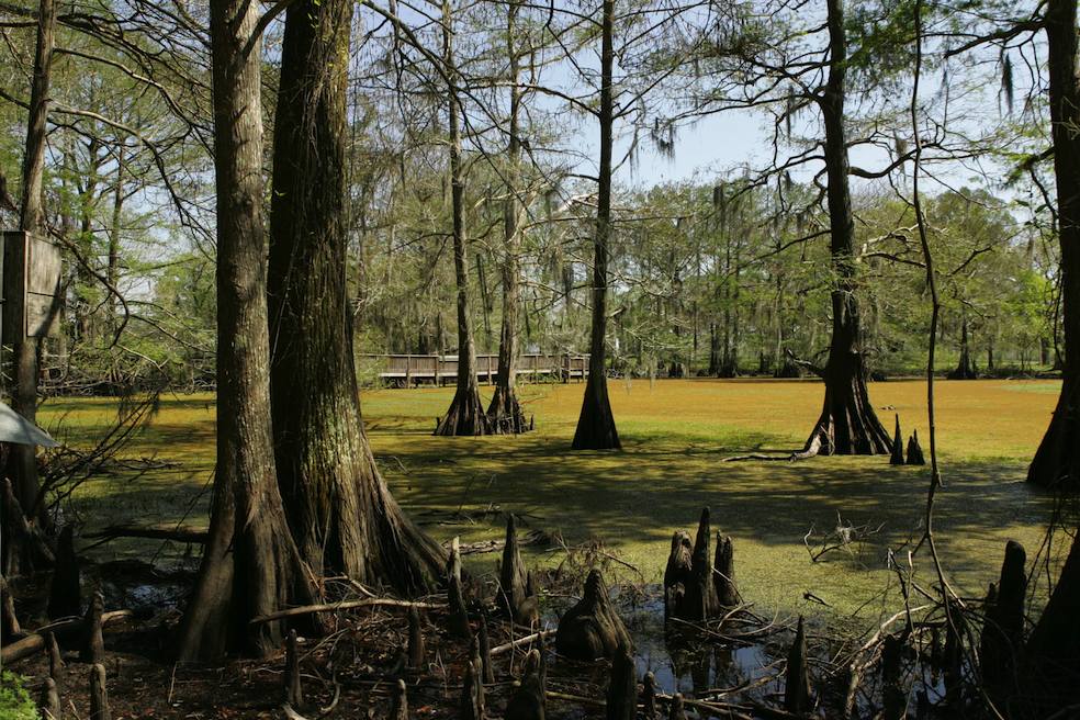 Uccelli tropicali in natura nelle zone umide della Florida (Paul Brennan)