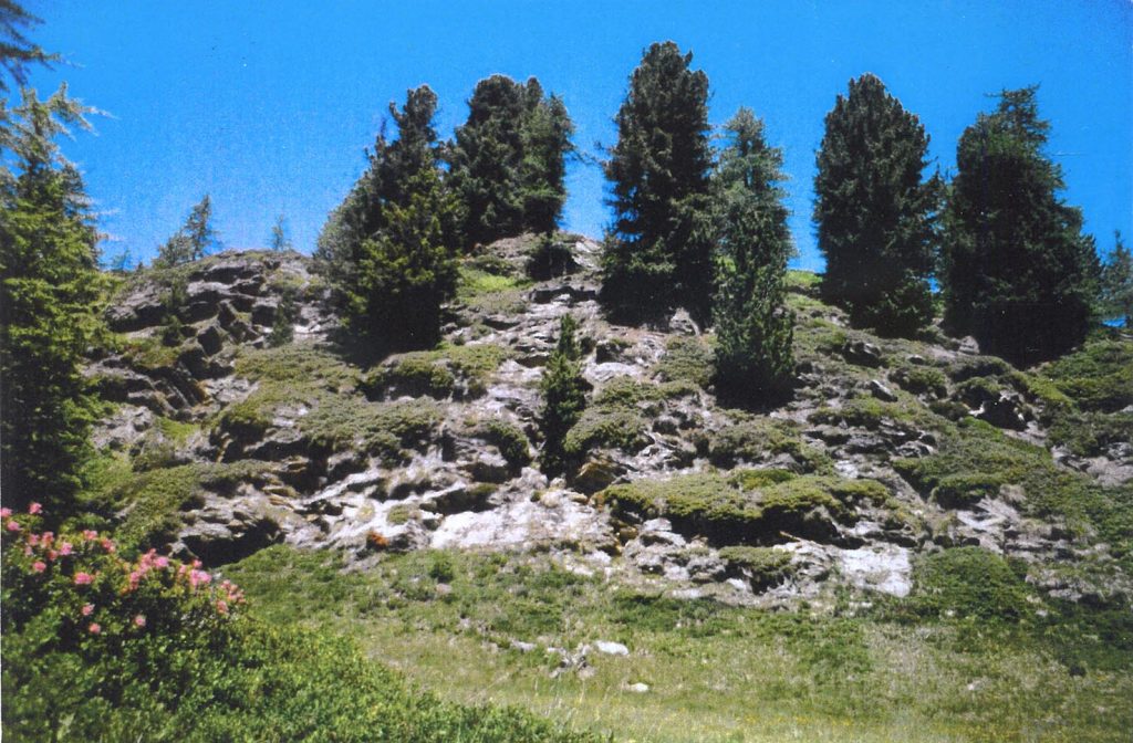 Pini cembri al Lago Ritom (Ticino) (Alessandro Focarile)