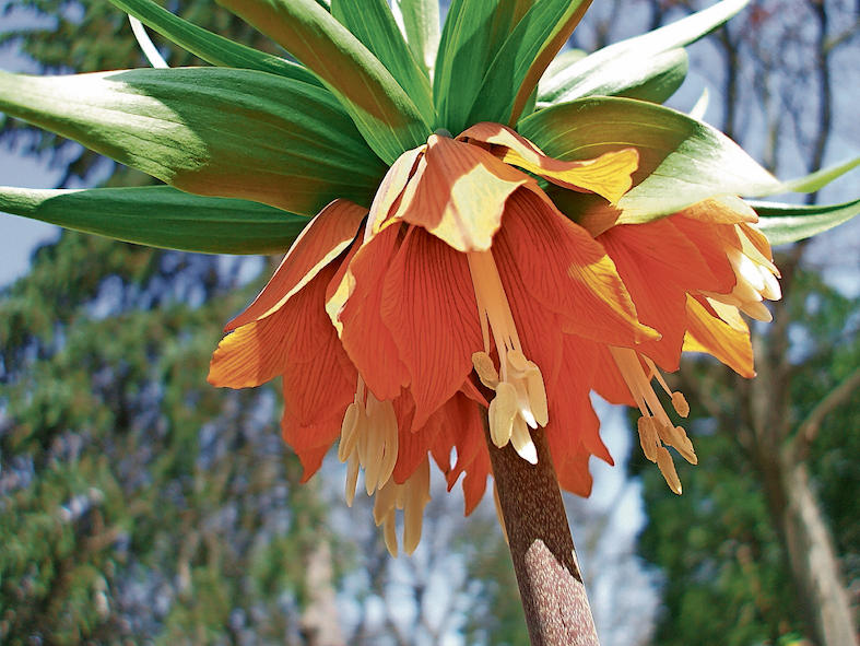 Fritillaria imperialis «Rubra Maxima» (Henry Heatly)
