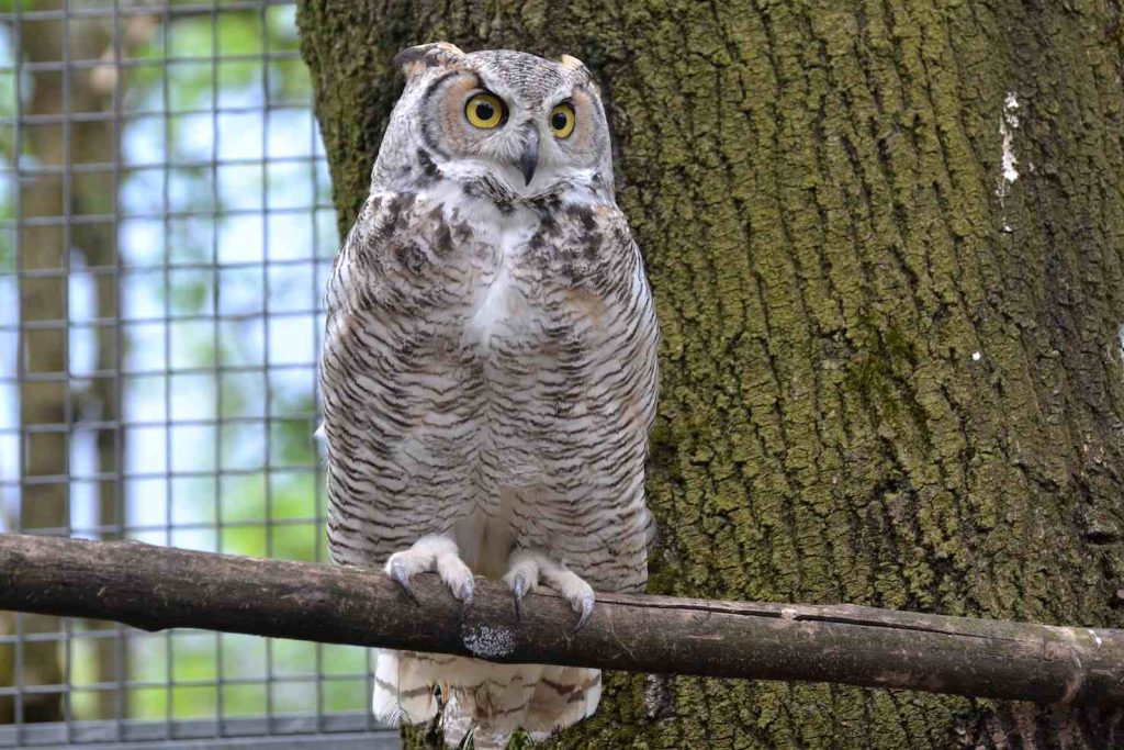 Un gufo verginiano (Emanuele Besomi, Società protezione animali Bellinzona)