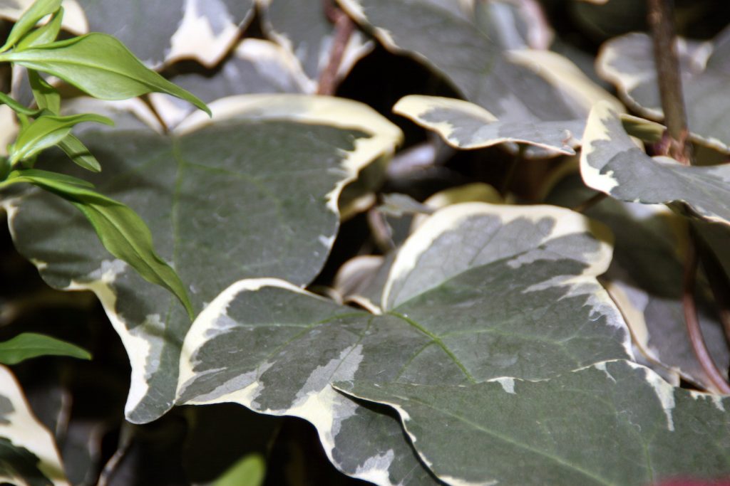 Hedera canariensis «Gloire de Marengo» (David J. Stang)