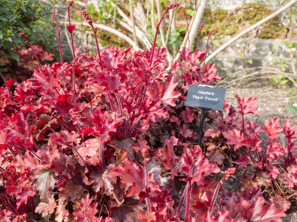Heuchera «Peach Flambé» (James Petts)