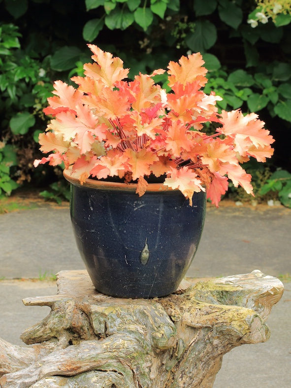 Heuchera marmalade (Dominicus Johannes Bergsma)