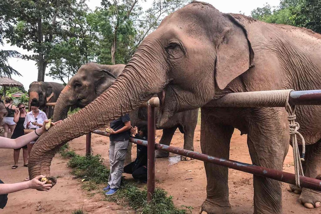Nell’Elephant Sanctuary è possibile dare da mangiare ai pachidermi, che si godono le attenzioni dei turisti