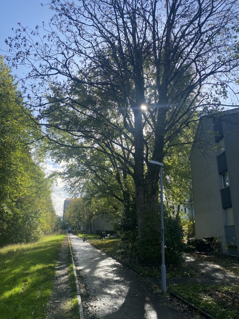 Un viale alberato nella comunità abitativa Familienheimgenossenschaft
(Simona Sala)