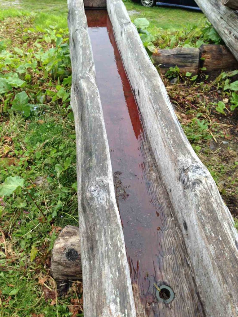 Acqua rossa nell'abbeveratoio (Mauro Tonolla)