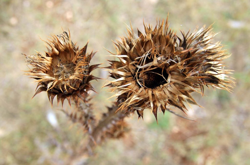 Fiori quasi "mummificati" dal caldo: l'Alta Murgia d'estate è anche questo