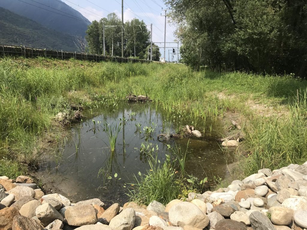 Nuovo stagno Barage, Contone (FFS)