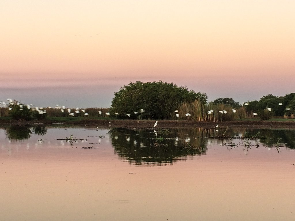 Cicogne all'alba