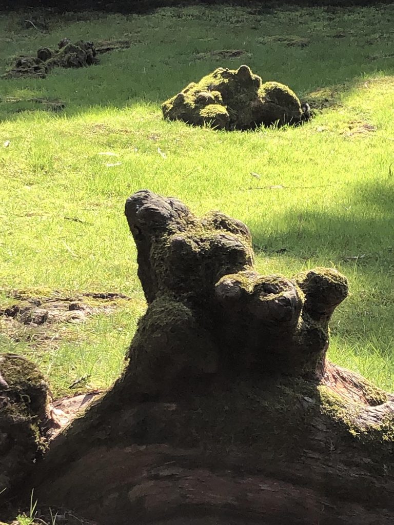I "polmoni” del Taxodium distiche (Matilde Fontana)