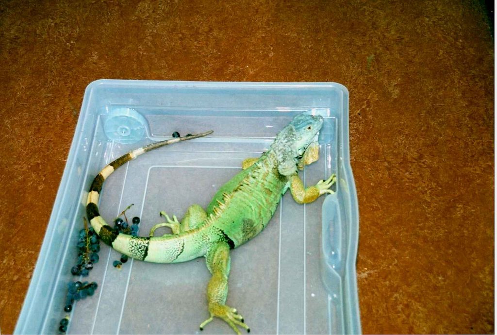 Un'iguana Dino (Emanuele Besomi, Società protezione animali Bellinzona)