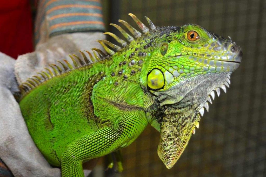 Un'iguana recuperato a Losone (Emanuele Besomi, Società protezione animali Bellinzona)