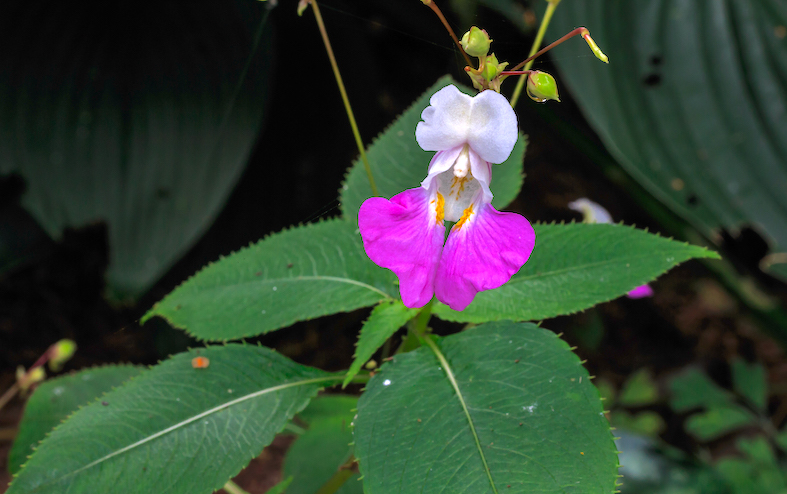 Impatiens balfouri (Agnes Monkelbaan)