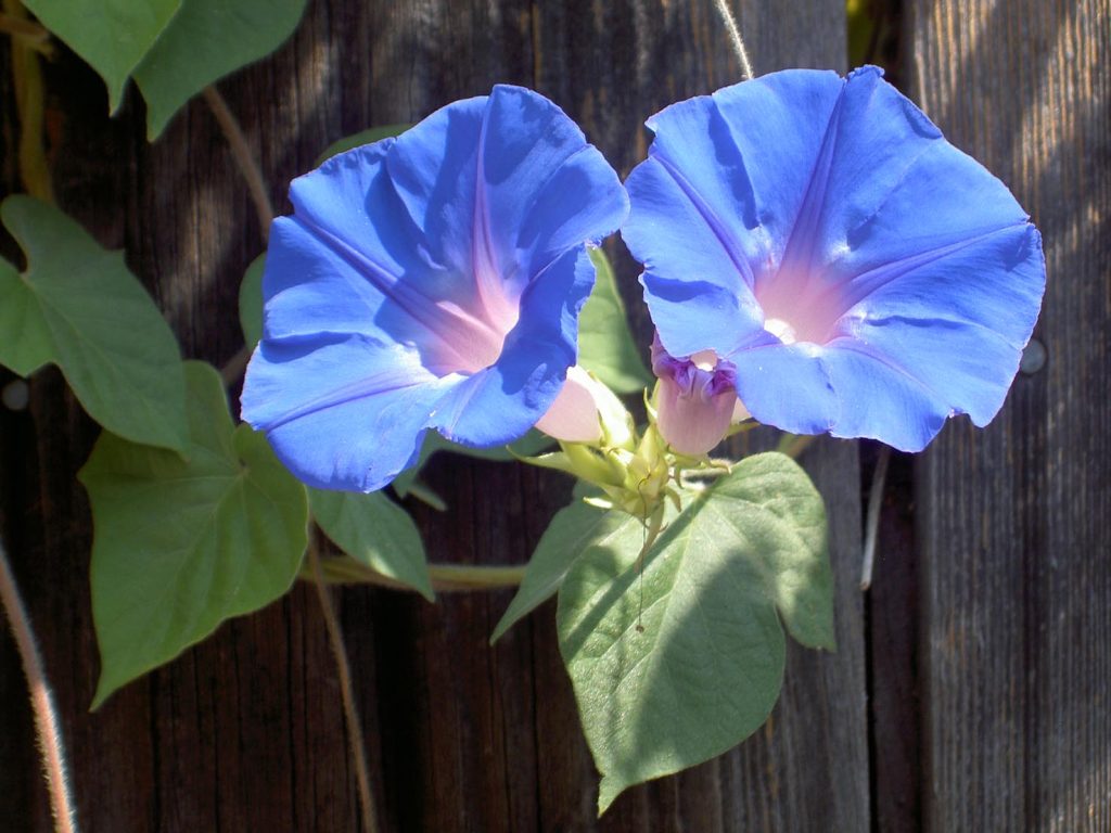 Due belle campanelle di Ipomoea indica (Catlovers)