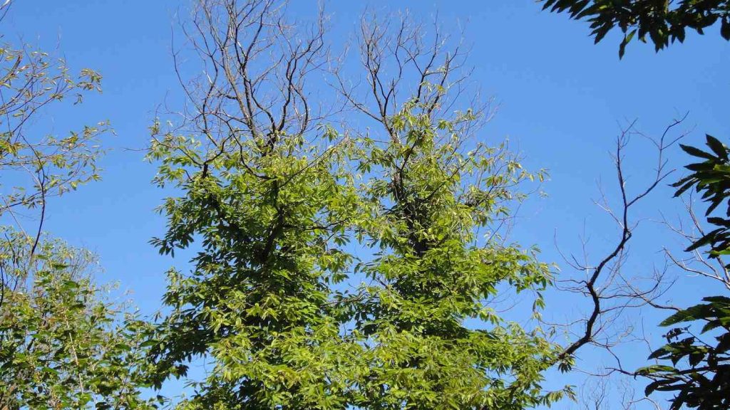 Castagno colpito dal cancro corticale, nel Caucaso della Georgia, (WSL)