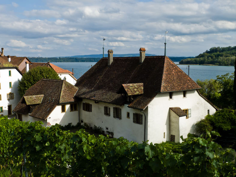 In località La Neuveville, il vigneto attorno al Rebbau-Museum (Ginkgo)