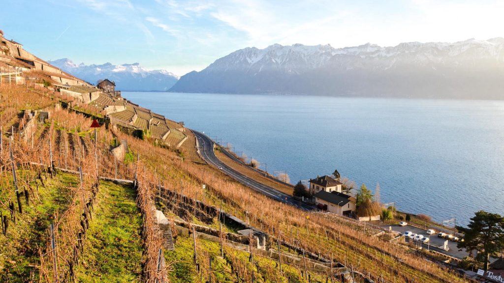 Vigneto di Lavaux visto al tramonto (Luca Casartelli)