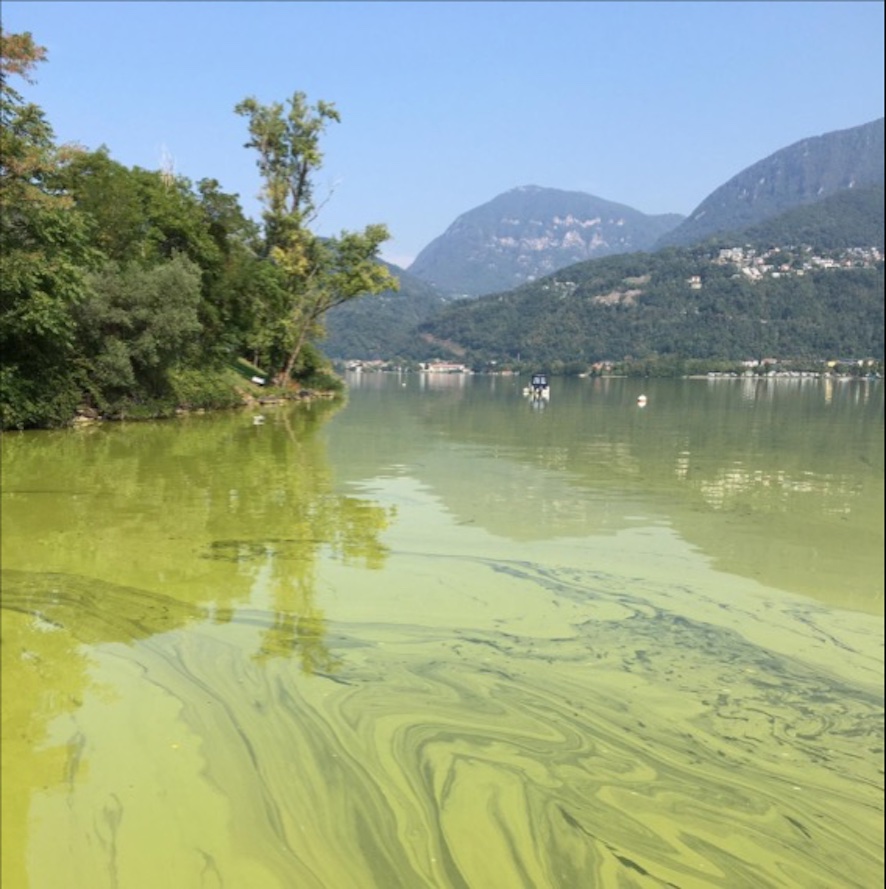 Fioritura di cianobatteri a Riva San Vitale nel 2020 (©UCP)