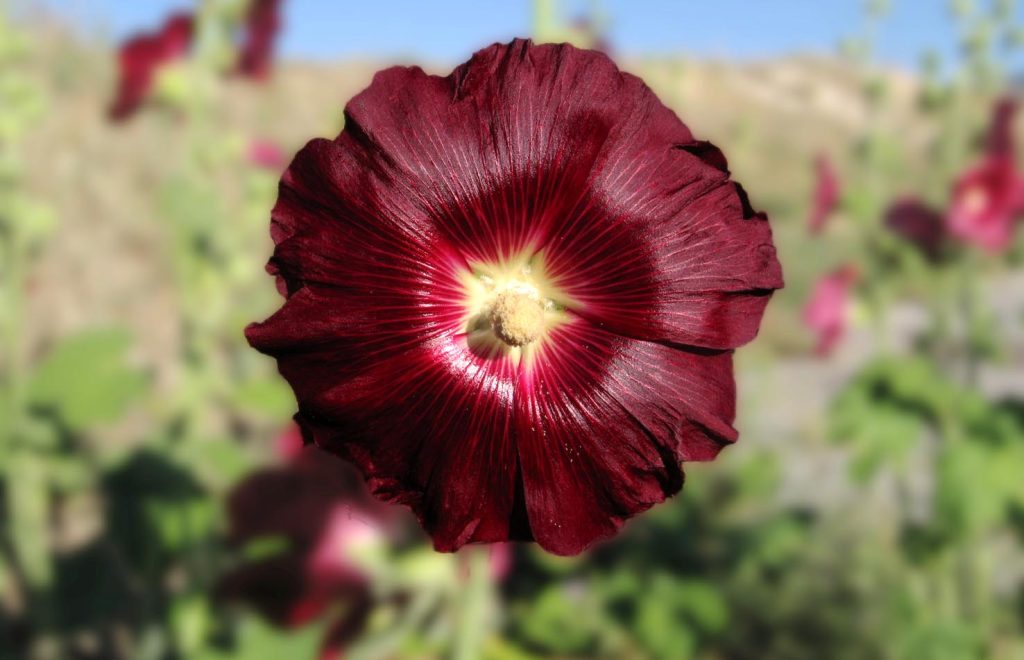 Alcea rosea «nigra» (Jacilluch)