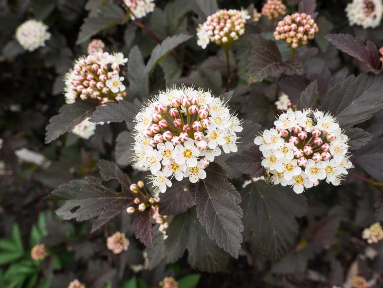 Physocarpus opulifolius «Diablo». (F. D. Richards)