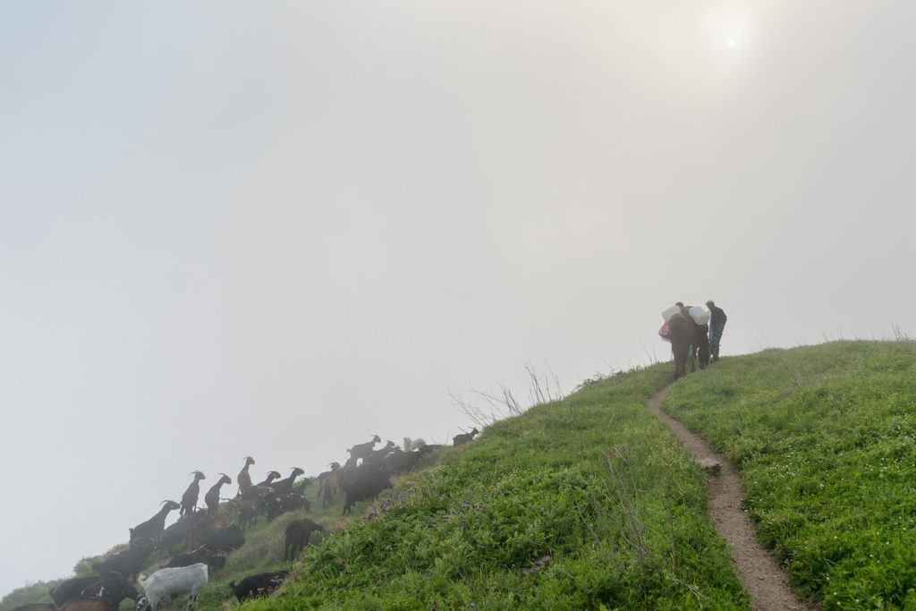 Con le capre sul sentiero ad Agerola