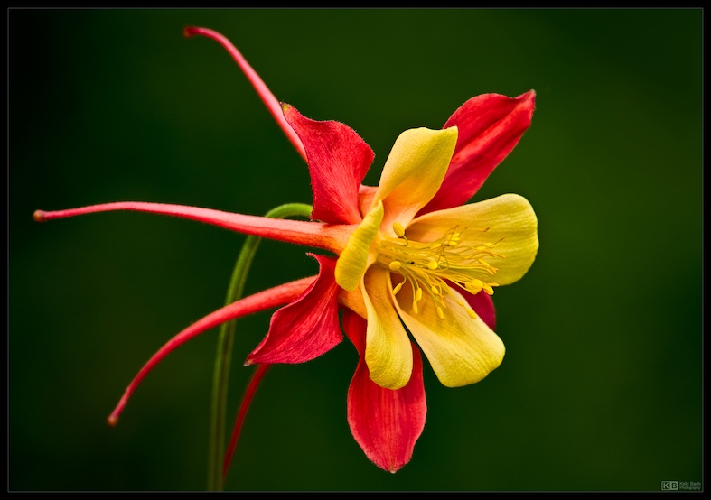 Variante Columbine di Aquilegia vulgaris (Keld-Bach)