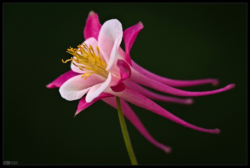 Variante Columbine di Aquilegia vulgaris (Keld-Bach)