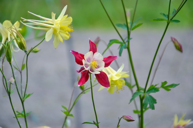Aquilegia chrysantha «yellow star» (Magnus Manske)