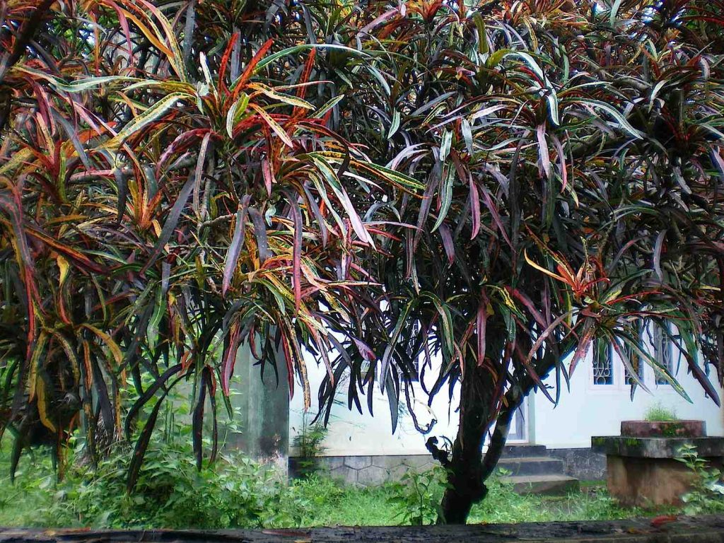 Un esemplare di Codiaeum variegatum (Krishna)