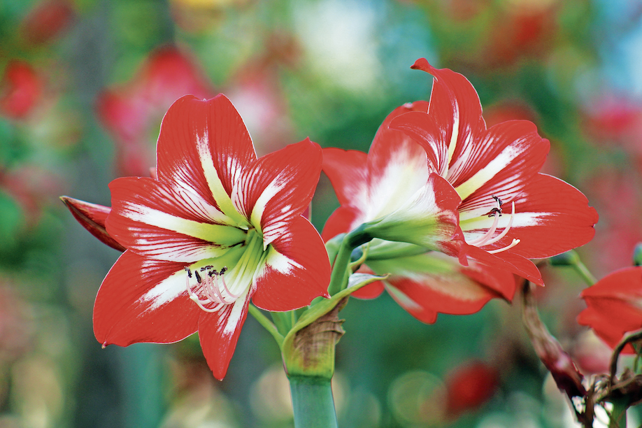 Un esemplare dell’ibrido di Hippeastrum (Diego Madrigal)