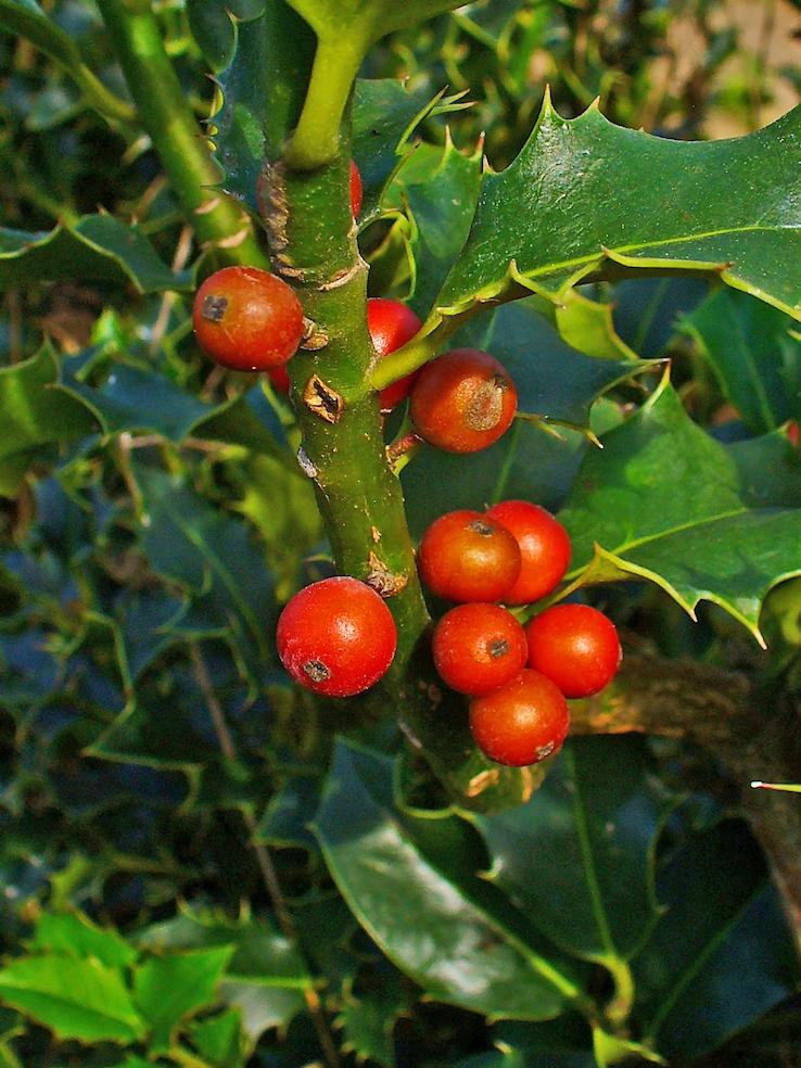 Ilex aquifolium (H. Zell)