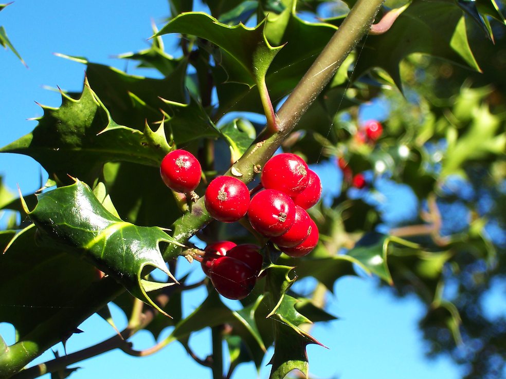 Ilex aquifolium (Juergen Howaldt)