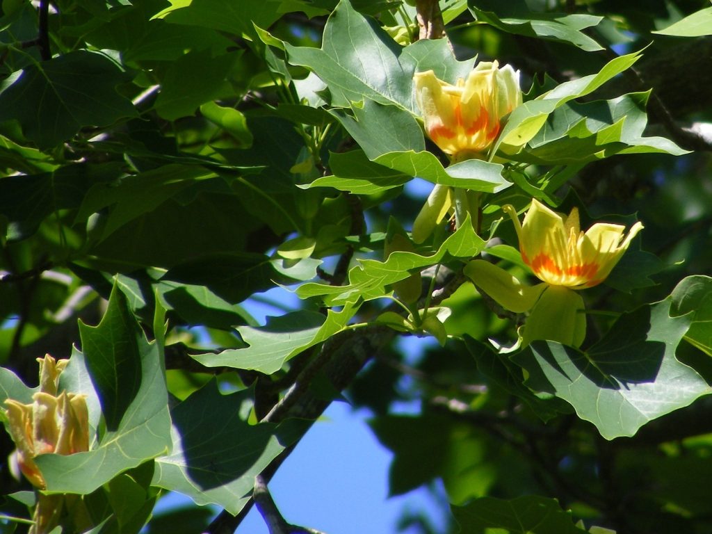 Foglie e fiori di un bel Liriodendron tulipifera (Cathy Flanagan)