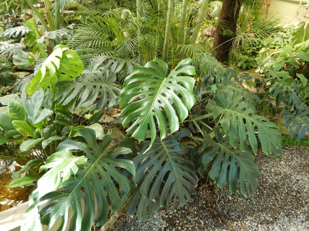 Un esemplare in natura di una bella Monstera deliciosa (Smatu)
