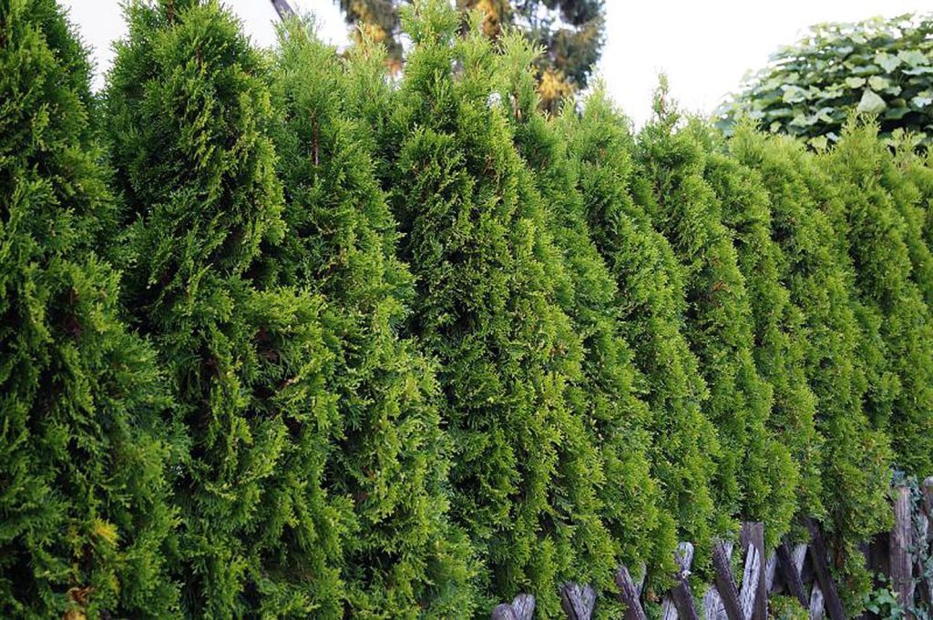 Una siepe di Thuja occidentalis «Smaragd» (Dieter Schlack)