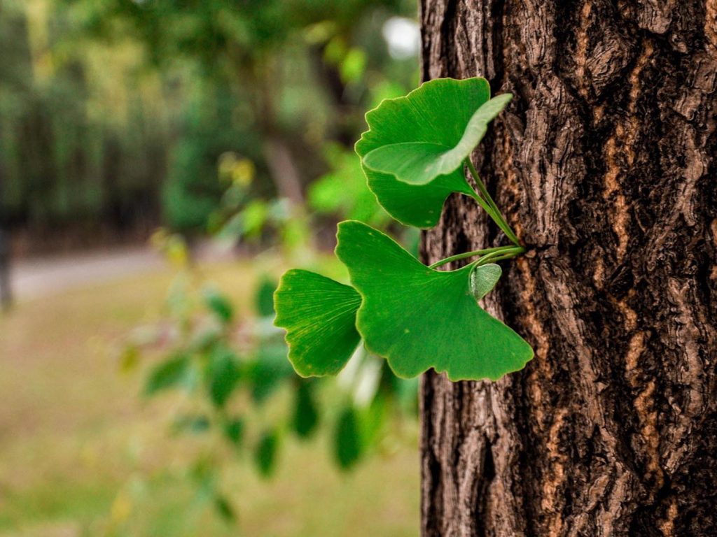 Foglie di Ginkgo (Freeimg.net)