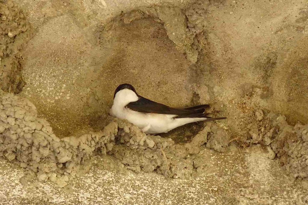 Nido in costruzione (ficedula)