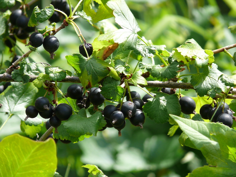 Ramo con bacche di Josta (Ribes x nidrigolaria) (Nikolai Fokscha)