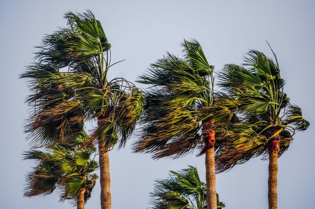 Piegarsi e deformarsi al vento: la resilienza permette di ammortizzare l’urto e riprendere la propria struttura dopo la tempesta