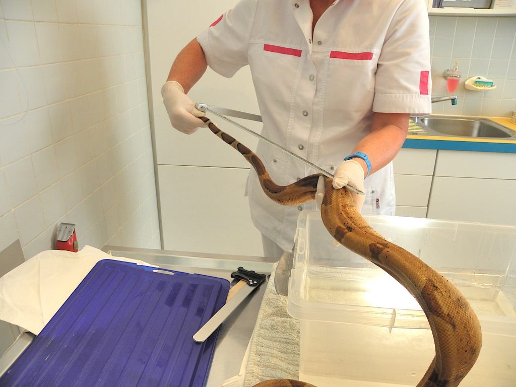 Il pitone ritrovato in via Gesero a Bellinzona (Emanuele Besomi, Società protezione animali Bellinzona)