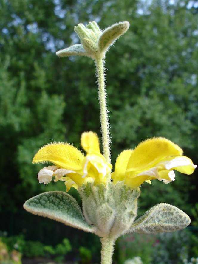 Phlomis lanata (Jacki-Dee)