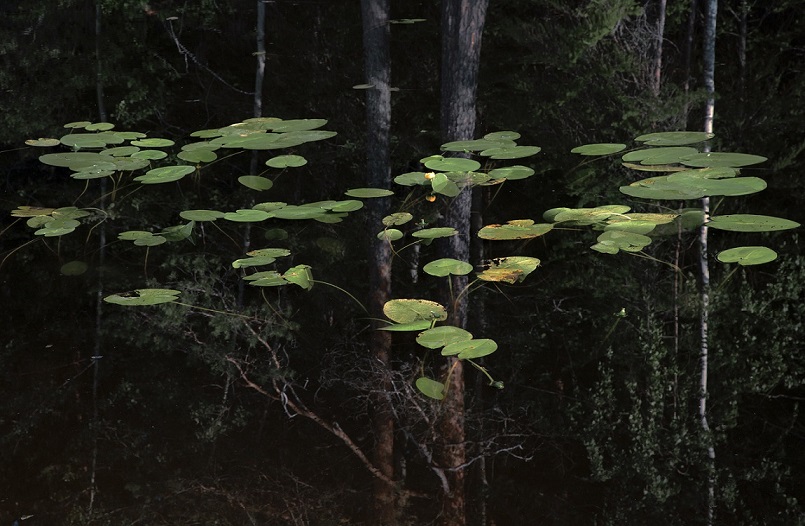 Piritta Martikainen, Kellua (To Float) (P. Martikainen)