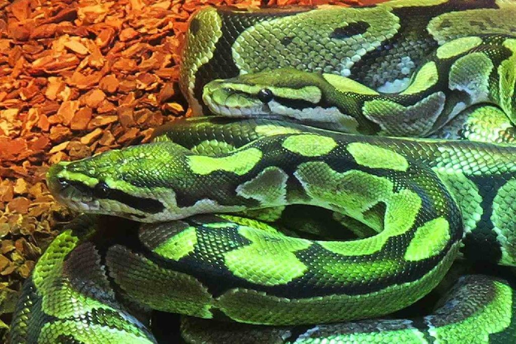 Il pitone ritrovato in via Gesero a Bellinzona (Emanuele Besomi, Società protezione animali Bellinzona)
