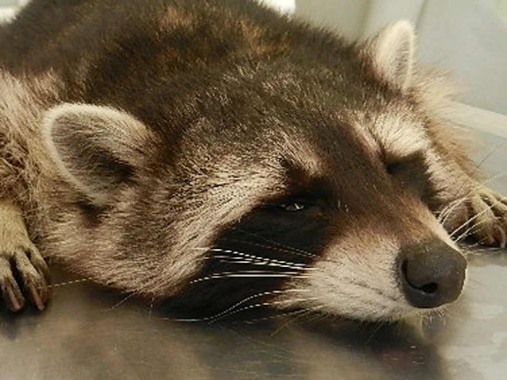Un procione (Emanuele Besomi, Società protezione animali Bellinzona)