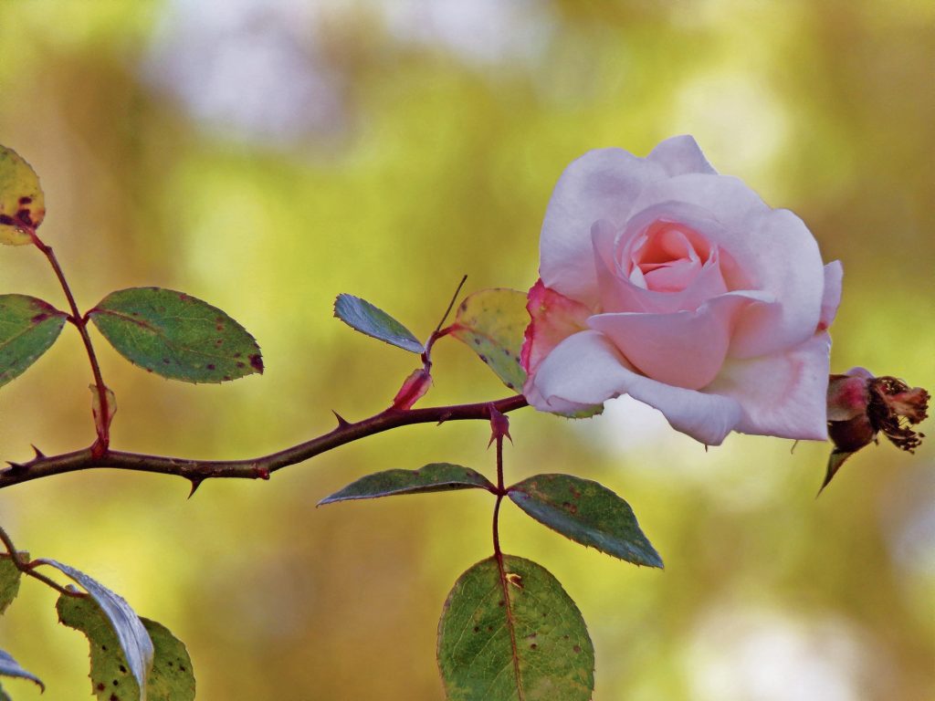 (Pixabay)