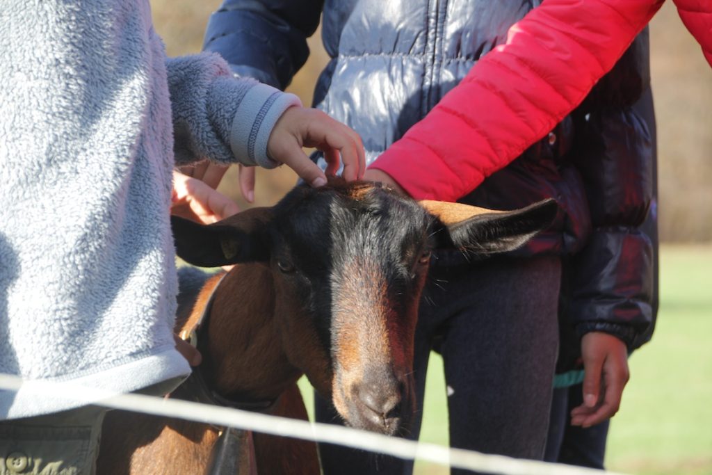 In fattoria i bambini sperimentano anche il contatto con gli animali.